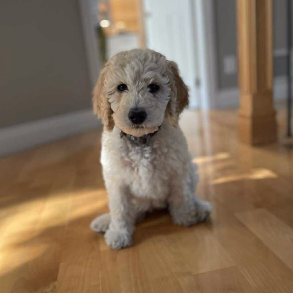 Garde d'animaux - Margot - Pet Sitting