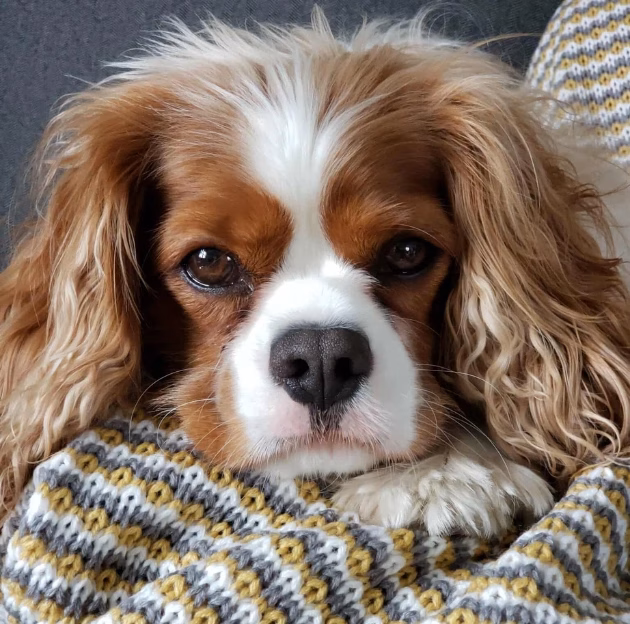 Trouver une garde d'animaux à domicile,garde animaux à domicile,marcheur chien,pet sitting